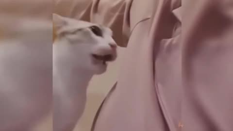 Funny cats suddenly surprised