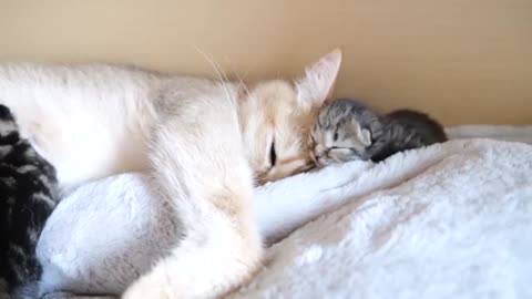 Mother cat sleeps surrounded by baby kittens