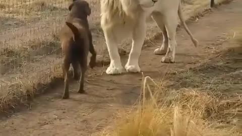 Lions and dogs, is this reasonable?