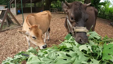 Save Money on Cow Feed with High Protein Fodder Crops