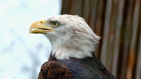 Eagle - the most dangerous and highly flying..