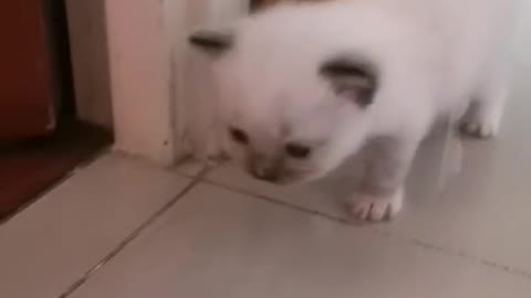 Baby Kitten wondering vol1