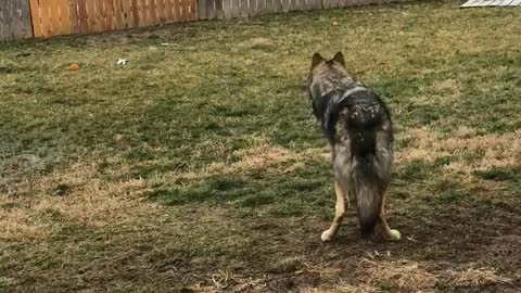 My Wolf(dog) Howling