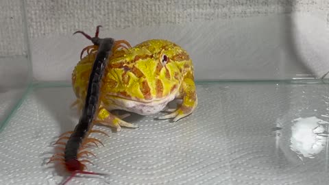 A pacman frog angry at a large centipede