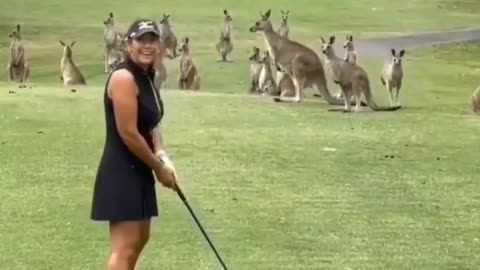 Curious Kangaroos watch this lady playing golf..🦘🏌️😅