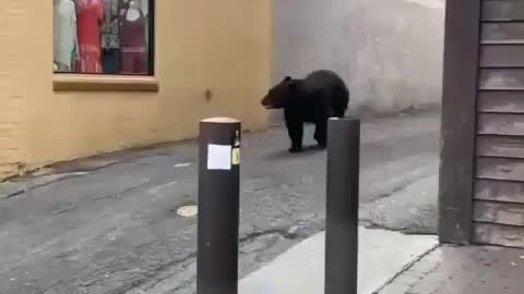 A bear walking down a busy street