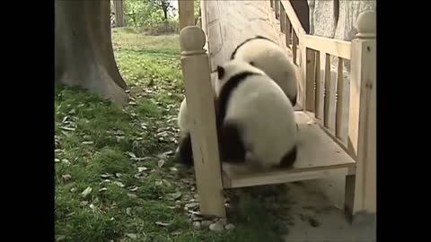 Cute pandas playing like babies/