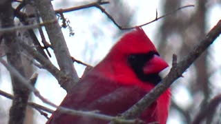 Cardinal