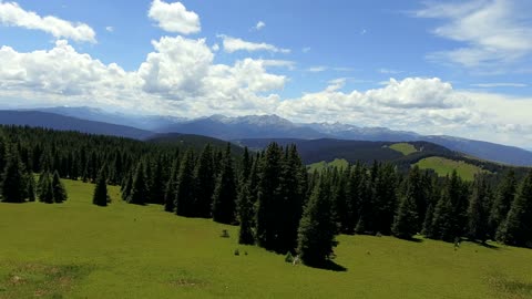 Flying through Pine Trees and the Field