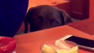 Brown dog staring at food on table