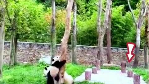 Two pandas are playing.