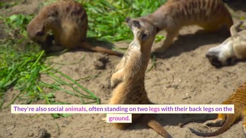 Unbelievable Animal Facts