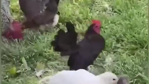 Funny animal video of day 3