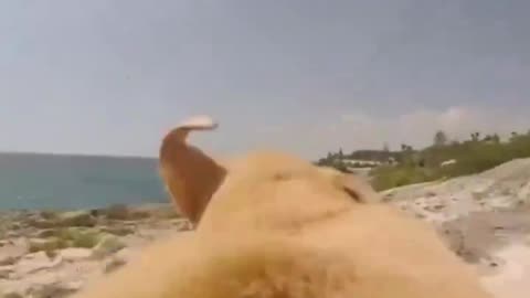 Golden labrador's amazing sprint from home to the beach caught on GoPro