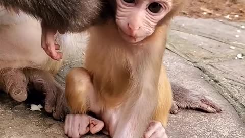 Cute baby monkey #1 2