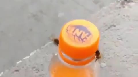 Video of bees working together to open a Fanta bottle