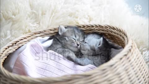 Amazing two baby kitten sitting in a basket