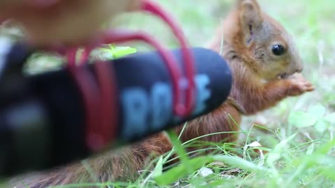 Wildlife photographer records the sound of a 7 week old red squirrel makes while eating