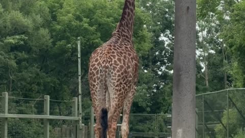 Toronto zoo giraffes take two