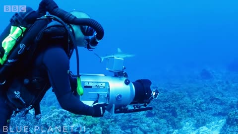 Filming Sharks In Protected French Polynesian Waters | Blue Planet II Behind The Scenes