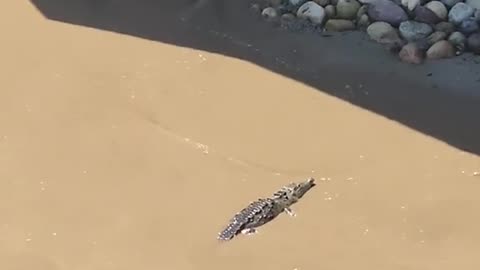 Salt water crocodile 🐊 in puerto vallarta Mexico