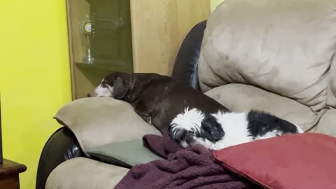 Those Dogs Are Always Lazy On Sunday