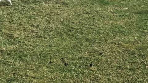 Barry the Sheep Playing Chase with Roy the Dog