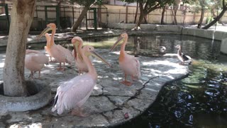 Gorgeous Great white pelican