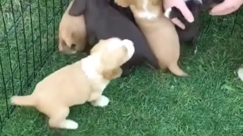Puppy overload