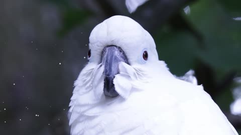 Parrots have a variety of appearances, and they come in any color. Pure white is still very popula