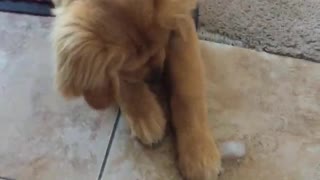 Confused puppy simply can't fathom ice cube