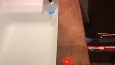 Cute little black cat falls in the bathtub