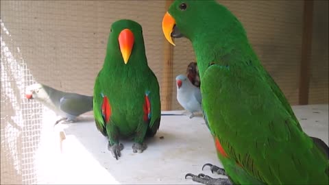 Funny BIRDS & PARROTS Talking and Singing