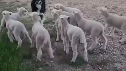 The Dog And The Many Sheep