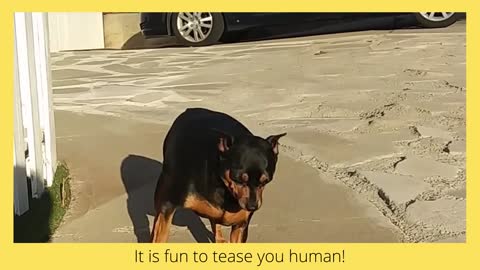 Watch this LAZY dog 🤣 🐶 tease his Human pet #FunnyAnimals 🤣 🤣 🤣 🤣 No views•Jun 12, 2021