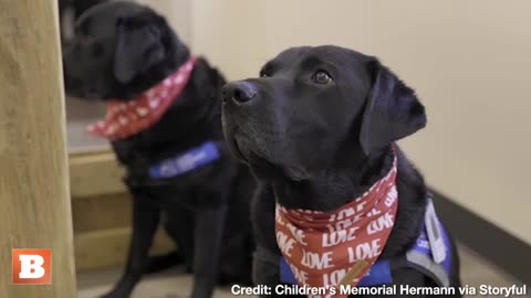 Sweet Service Dogs Deliver Valentine's Day Cards to Children's Hospital