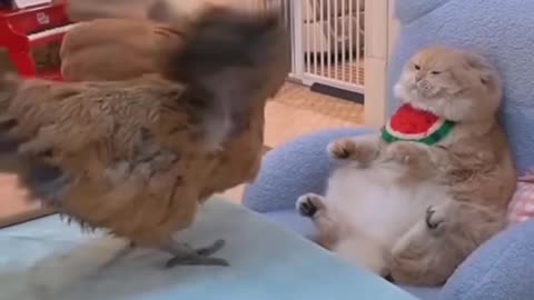 Amazing cats 😺 funny fighting video for fun 😊.