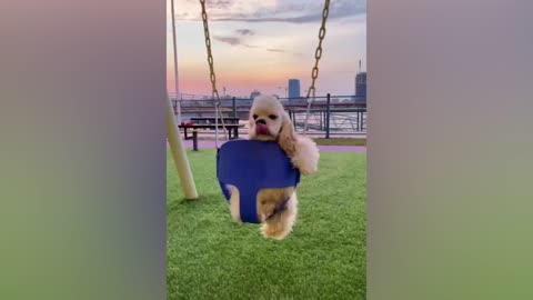 The dog even learned to swing