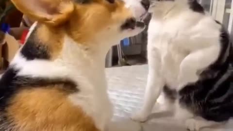 Dog vs. Cat Epic Showdown