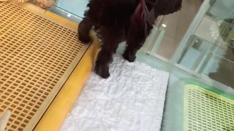 Korean dog shop cute puppy