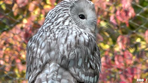 Three New Ural Owls At Swiss Zoo Reintroducing The Species After They Were Extinct In Austrian Alps