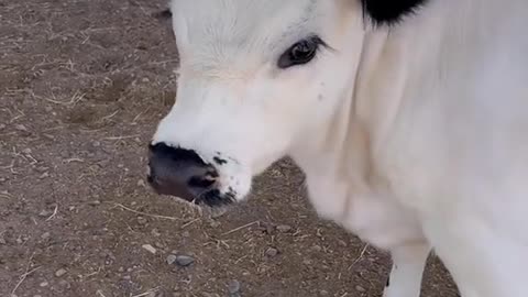 The cow