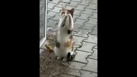 Funny animal video