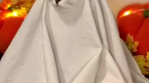 Crazy cutie cats,get costume like a sister