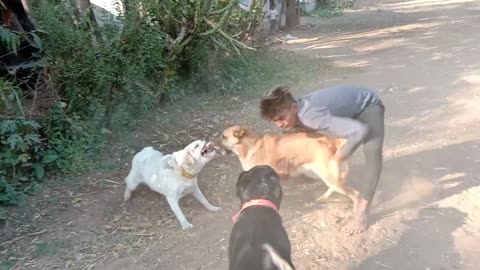 Dog fight (Rottweliar lebra German Shepard) funny video