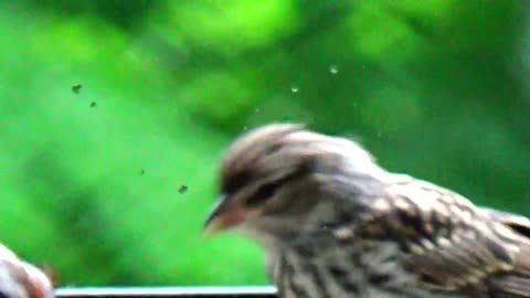 Chirping Sparrows Feeding