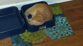 Cat decides to chill out in dog's water bowl