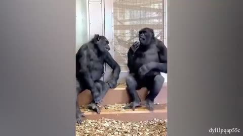 The FUNNIEST Monkeys