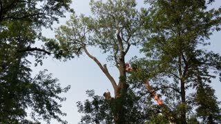Tree Dismantling - Part 5