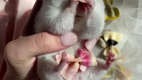 Feeding a hamster...cute